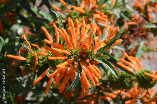 Fleur Orange + Plante + arbuste