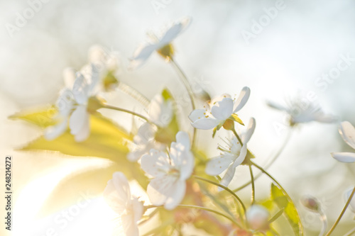 white flowers cherry tree. white flowers cherry tree. Flowers cherry tree blossomed. Honey and medicinal plants Ukraine. Flowering fruit trees. © Maryna