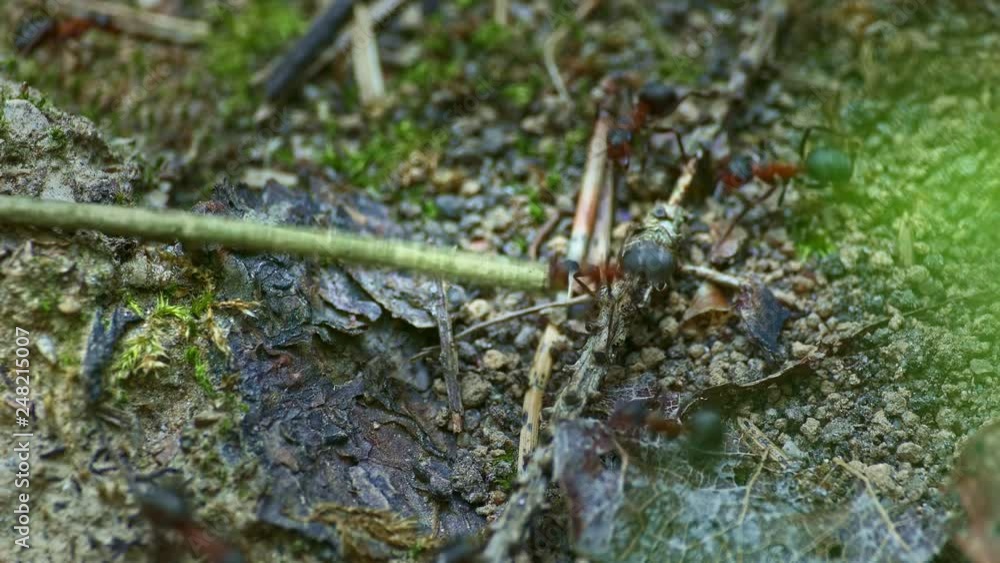 Fire ant alone drags a huge branch, much larger than the ant itself, along the ant trail. Other ants are crawling by. Fire ant alone drags a huge branch, much larger than the ant itself, along the ant trail. Other ants are crawling by.
