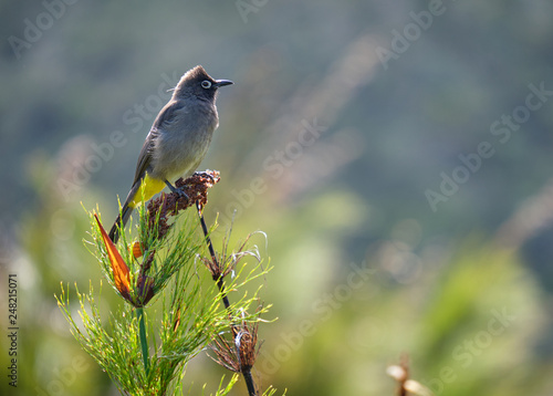 South african Cape Bulbul standing on top of dried bush. Sideway view with blurred background