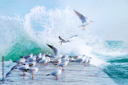 Many white gulls on the pier in a storm