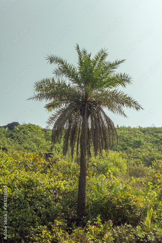 palm tree on a green hillside against a clear blue sky