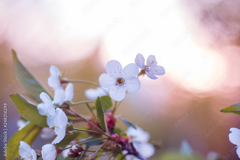 white flowers cherry tree. white flowers cherry tree. Flowers cherry tree blossomed. Honey and medicinal plants Ukraine. Flowering fruit trees. white flowers cherry tree. white flowers cherry tree. Flowers cherry tree blossomed. Honey and medicinal plants Ukraine. Flowering fruit trees.
