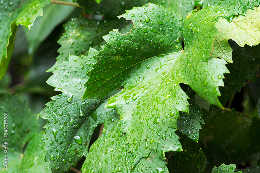 Detail of vine leaf in the rain. Grape leaves. Grape leaves in the garden Detail of vine leaf in the rain. Grape leaves. Grape leaves in the garden