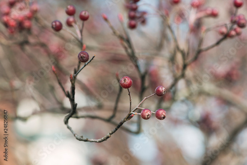 red berries of chokeberry on a branch