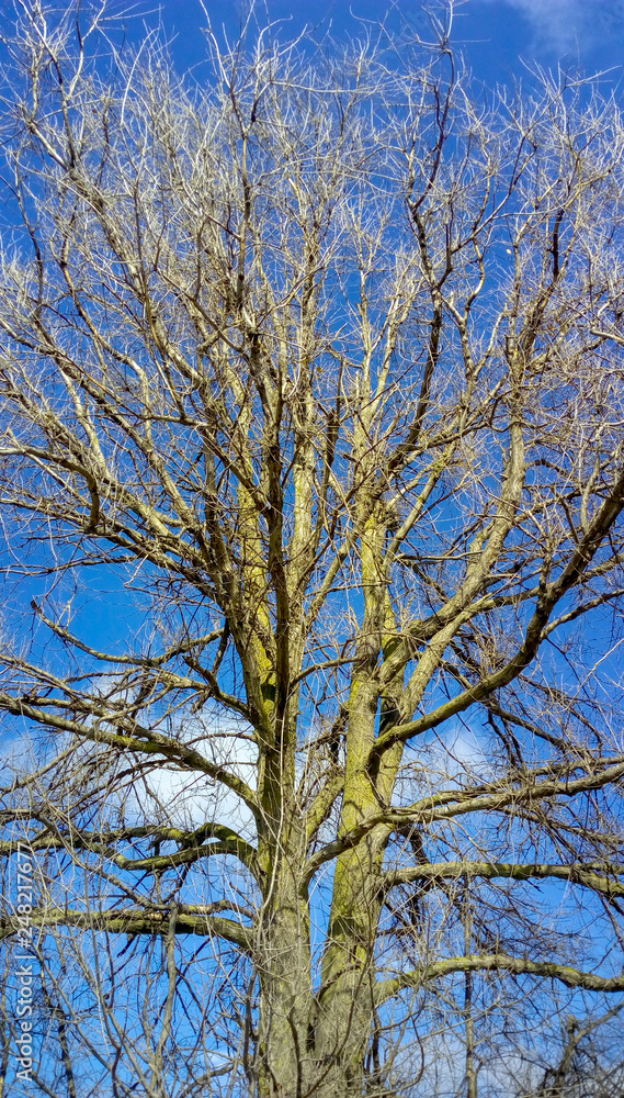 Arbol sin hojas con cielo azul