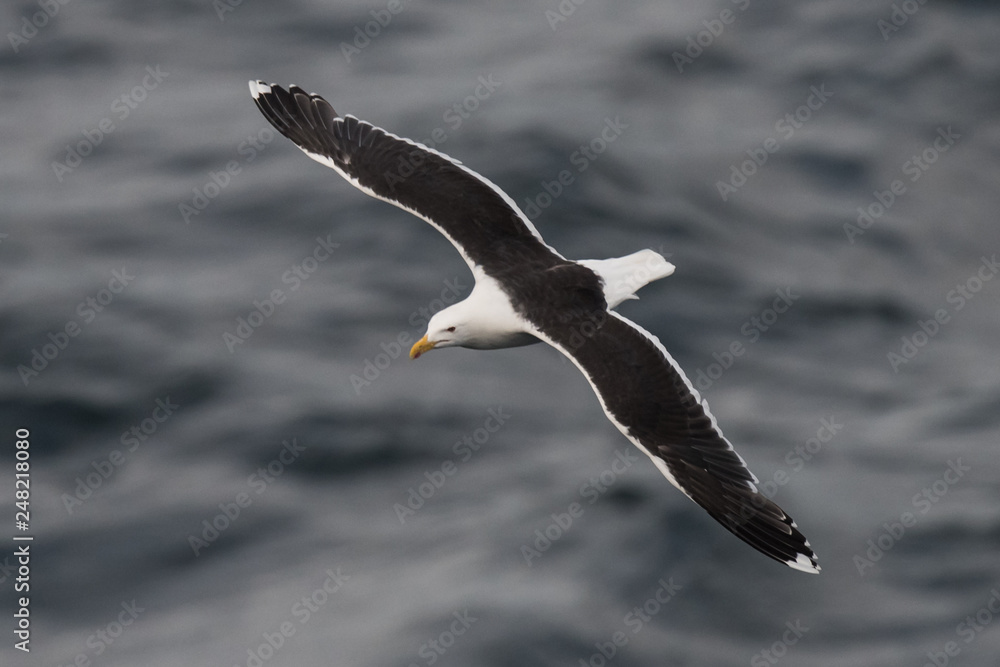Great black-backed gulls, Larus marinus, in flight over see