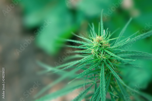 Beautiful background of green cannabis flowers. A place for copy space. Medical marijuana close up on a blurred background