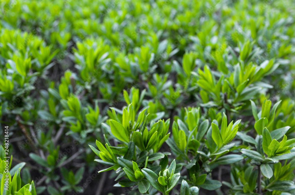 Grass, Greens, Tea, Tea Plantations, Leaves, Foliage, Flowers, Landscaping, Green Grass, Greens, Tea, Tea Plantations, Leaves, Foliage, Flowers, Landscaping, Green