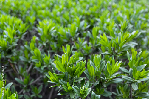 Fototapeta Naklejka Na Ścianę i Meble -  Grass, Greens, Tea, Tea Plantations, Leaves, Foliage, Flowers, Landscaping, Green