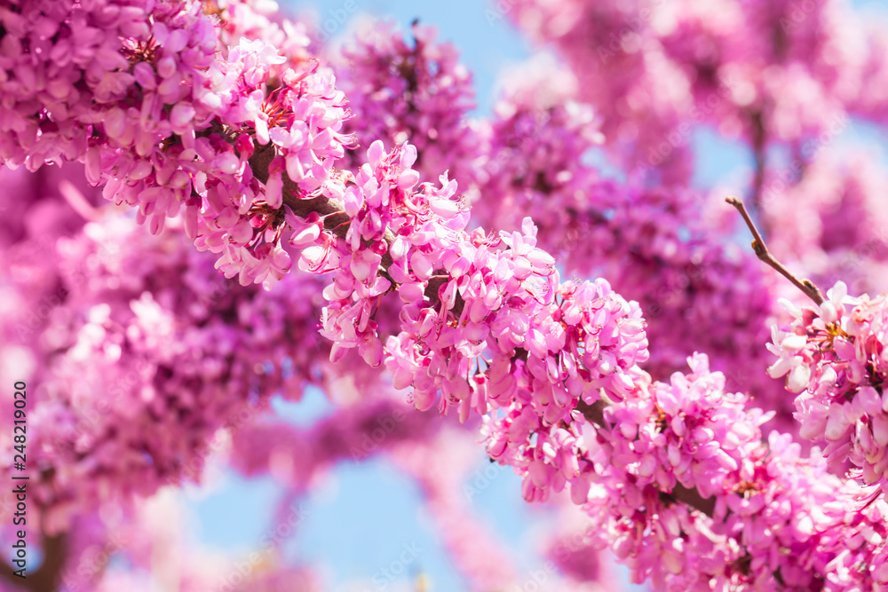 Obraz premium Pink Cercis siliquastrum flowers