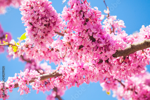 Pink Cercis siliquastrum flowers on branches
