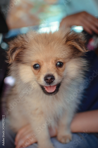 Portrait photo of a Happy Pomeranian Puppy sitting down