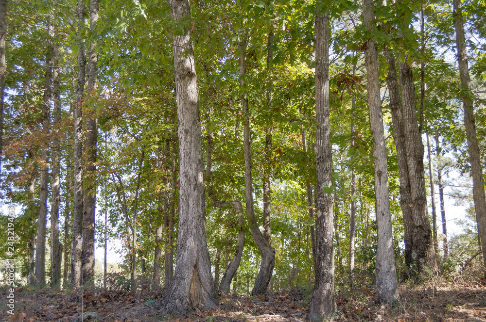 Fototapeta premium trees in the forest