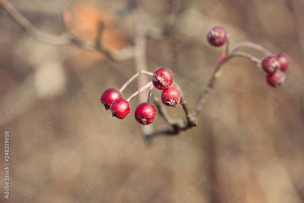 red berries of chokeberry on a branch red berries of chokeberry on a branch