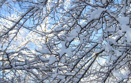 Wallpaper Mural Interlacing of branches covered with snow on a winter day Torontodigital.ca