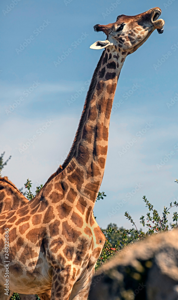 Giraffe. The tallest living terrestrial animal and the largest ruminant.  Latin name - Giraffa camelopardalis Stock Photo | Adobe Stock