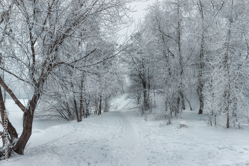 Winter in the woods. © Лариса Сергеева