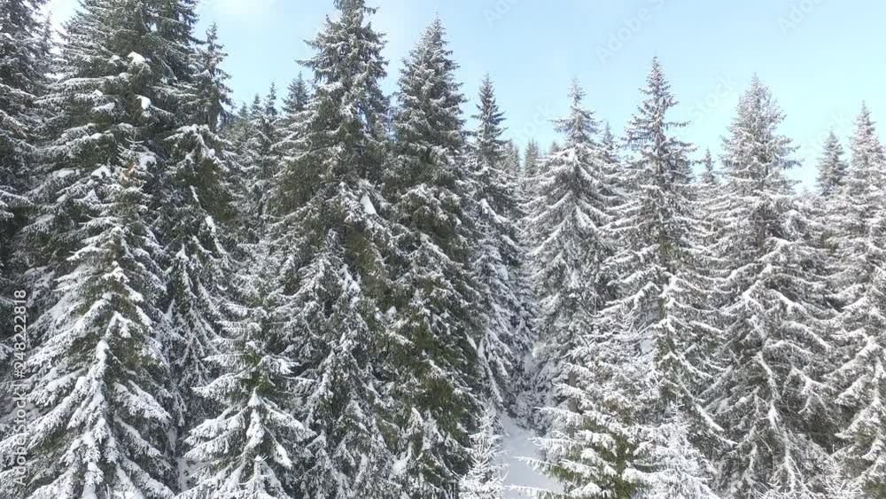 Movement Up in Front of Snowy Pines Movement Up in Front of Snowy Pines