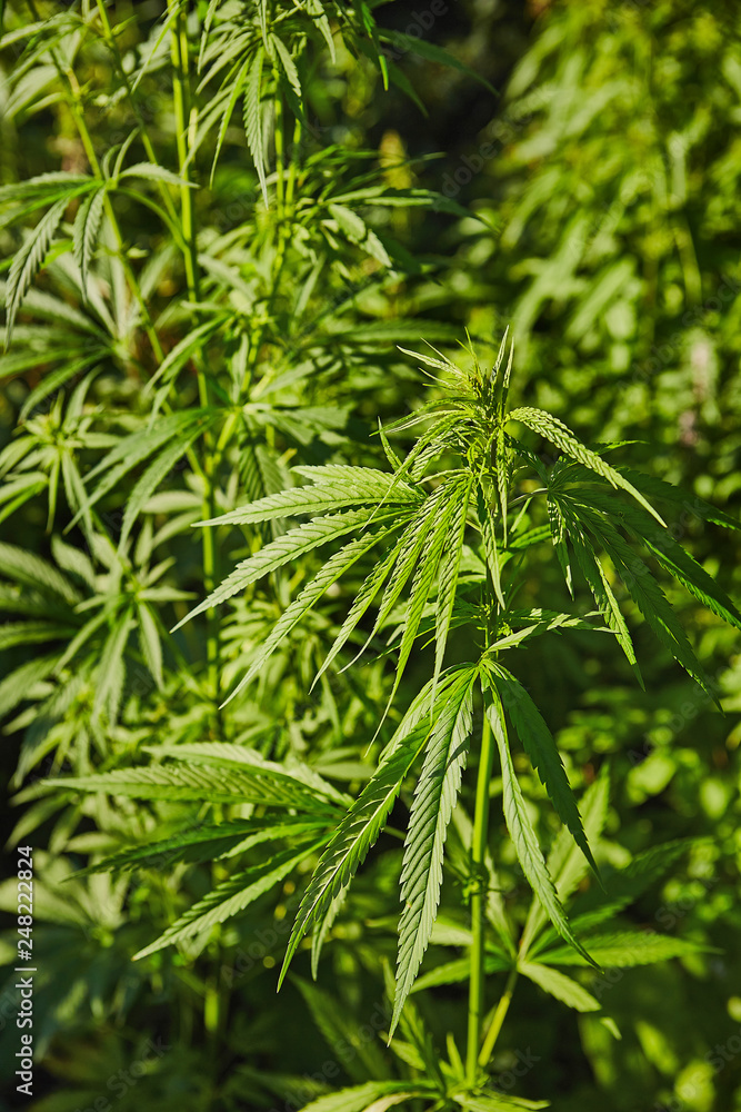 Green fresh marijuana leaves pattern Green fresh marijuana leaves pattern