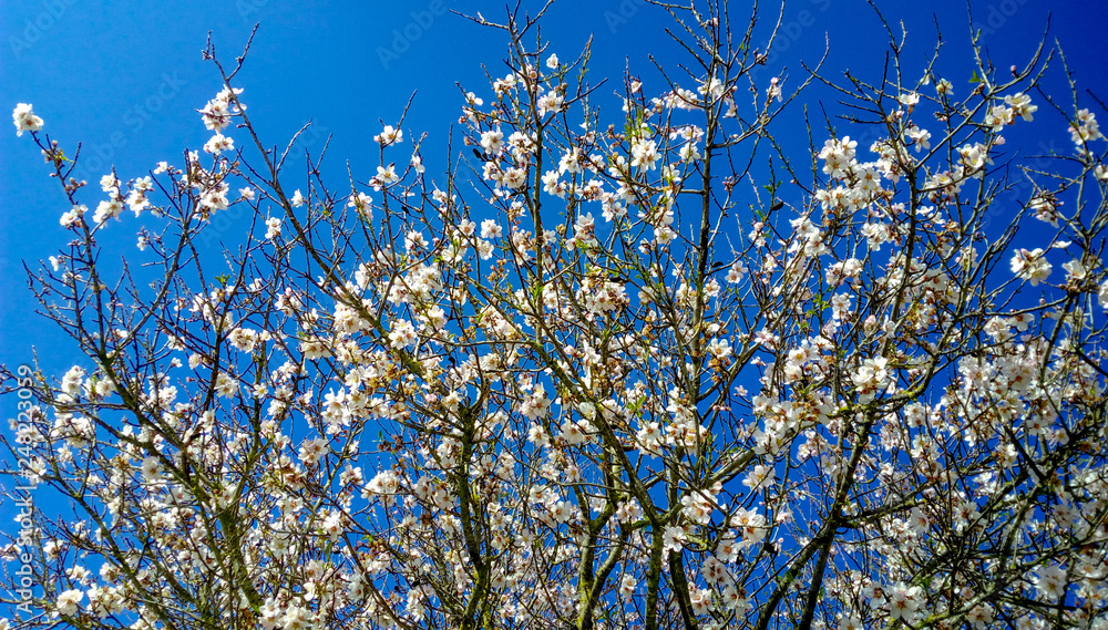 Arbol con flores blanca