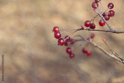 red berries of chokeberry on a branch