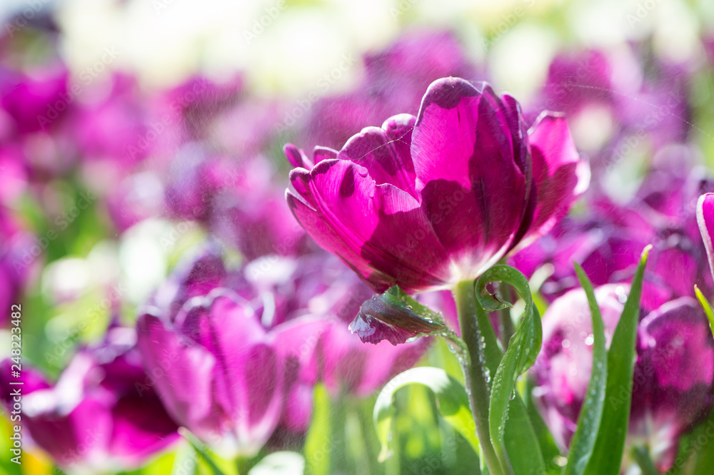 Obraz premium background backdrop from beautiful bright purple tulip in the garden