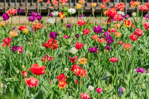 Blooming field of multicolored tulips. Flowering spring garden. Natural background