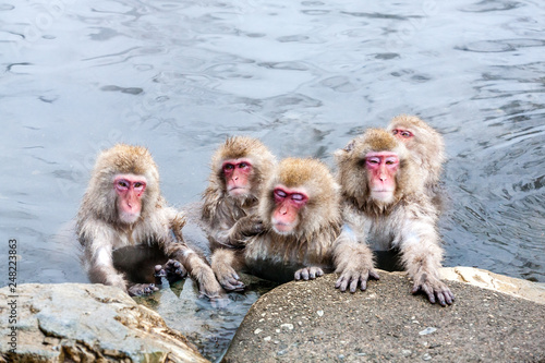 Group of cute japanese snow monkeys sitting in a hot spring. Nagano Prefecture  Japan.