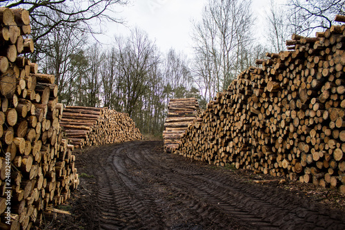 Wald Holzstamm Holzstämme Balken Waldabholzung Deutschland Europa 