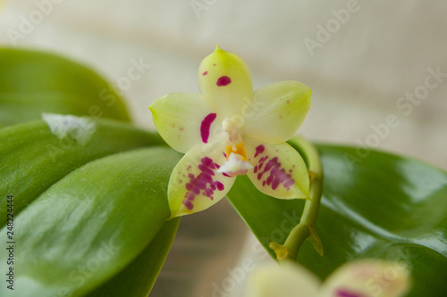 Beautiful rare orchid in pot on white background