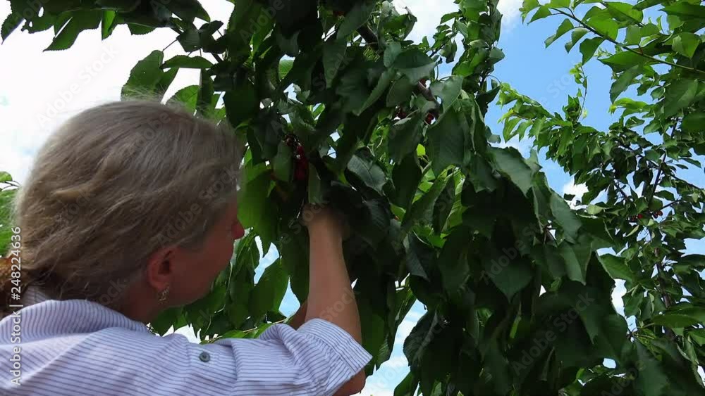 Blonde woman in a bright sunny day picking cherries Blonde woman in a bright sunny day picking cherries