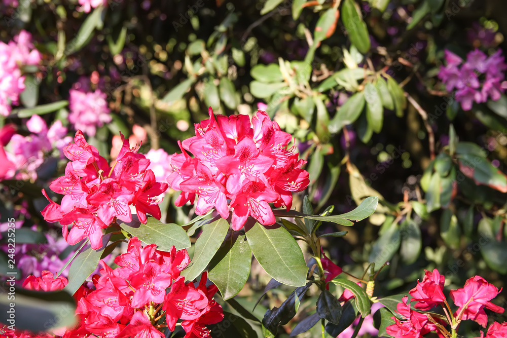 Beautiful Rhododendron flowers in spring park. Beautiful Rhododendron flowers in spring park.