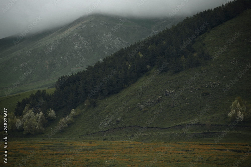 Green mountains and trees in the clouds. rainy spring day. Green mountains and trees in the clouds. rainy spring day.