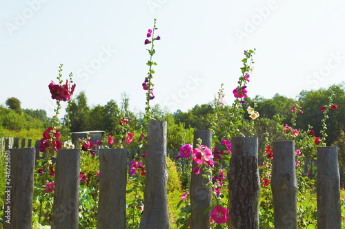 Fototapeta Naklejka Na Ścianę i Meble -  Malva blooming in garden in willage