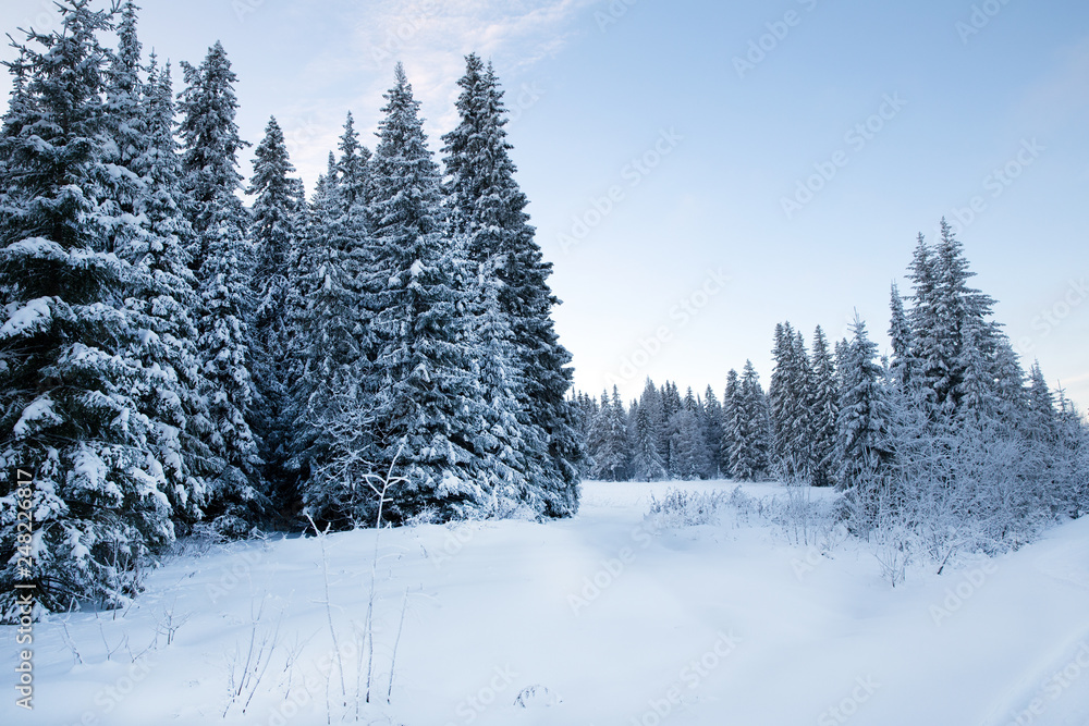 Spruce forest in winter. Winter landscape