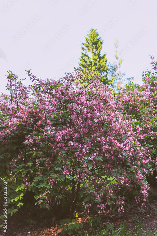 Beautiful Rhododendron flowers in spring park. Beautiful Rhododendron flowers in spring park.