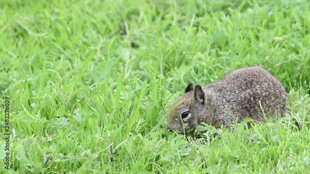 HD Video of one ground squirrel eating fresh green grass abundant after recent rains. The ground squirrel is known for its tendency to rise up on its hind legs whenever it senses nearby danger. HD Video of one ground squirrel eating fresh green grass abundant after recent rains. The ground squirrel is known for its tendency to rise up on its hind legs whenever it senses nearby danger.