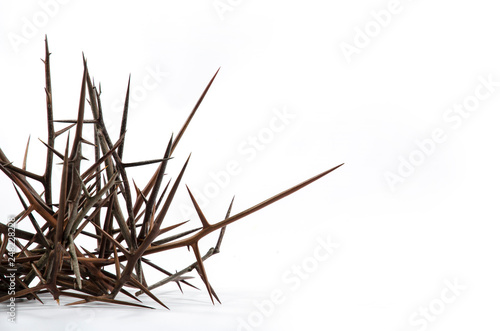 Spines of acacia (Gleditsia triacanthos).