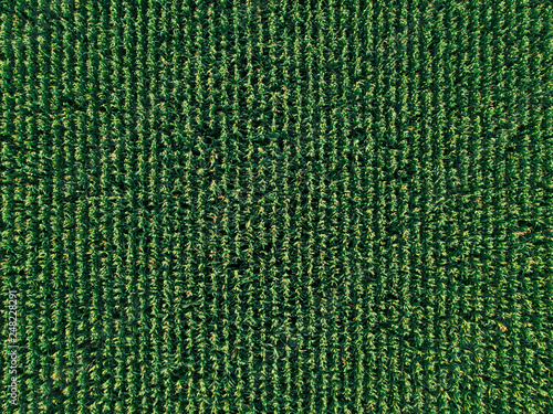 Tableau sur toile Aerial drone top view of cultivated corn field