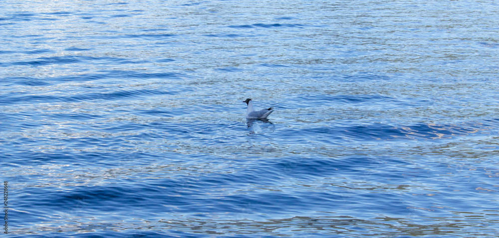 Fototapeta premium Ave2