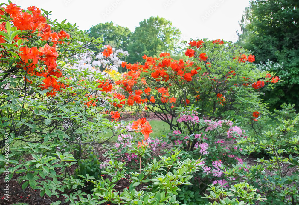 Beautiful Rhododendron flowers in spring park.