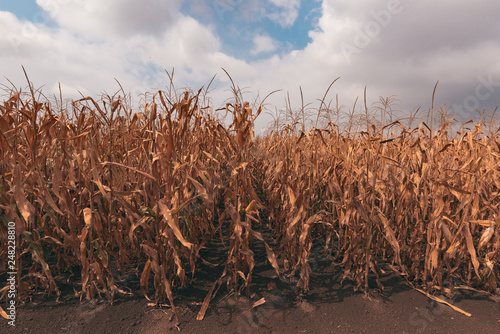 Ripe corn field ready for harvest