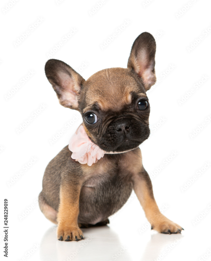 French bull dog puppy with a pink bow sitting on a white background