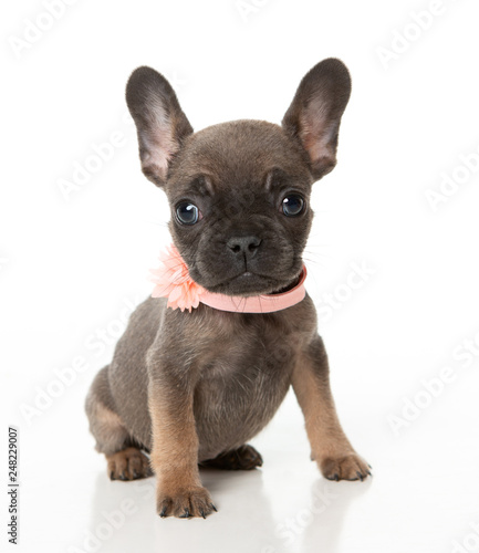 French bull dog puppy with a peach bow sitting on a white background