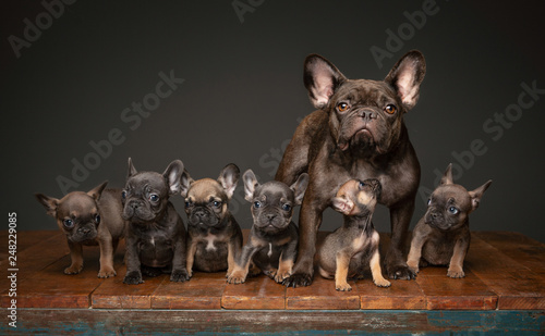 Fotografia Litter of French Bulldog puppies with mom