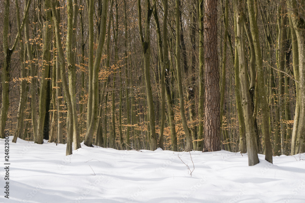 Fototapeta premium Sunny winter day in the forest