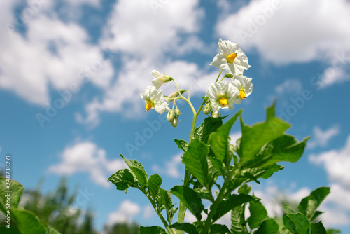 Fototapeta Naklejka Na Ścianę i Meble -  Blooming potato plant in vegetable garden