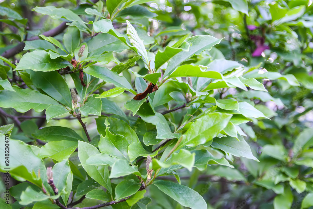 Natural green leaves background. Natural green leaves background.