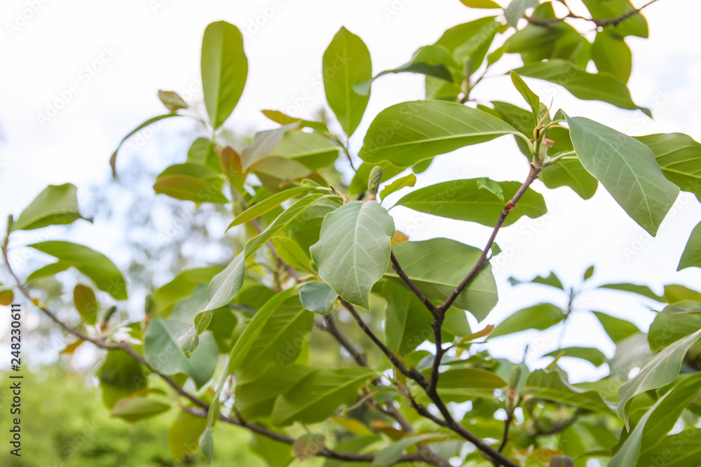 Natural green leaves background.